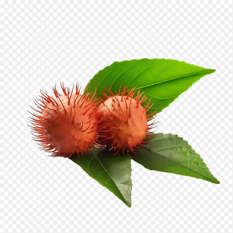 ��ë����-����-������