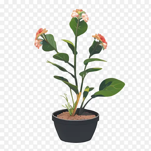 ֲ��-ֲ�����Գ�ɫ���������-������