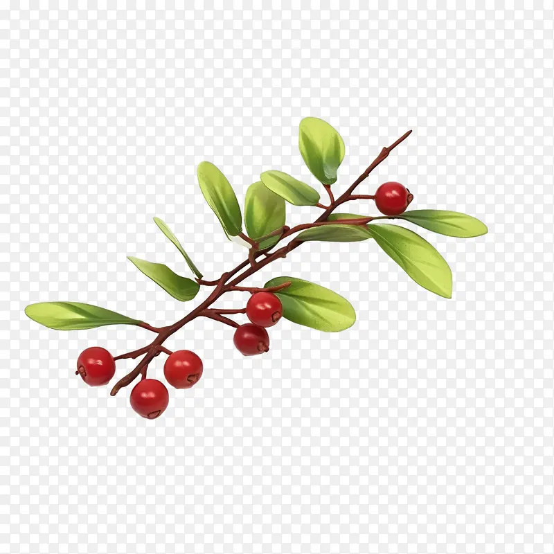 ��Խݮ��֦-��Խݮ��֦����Ҷ������Ҷ��ɫ����-������