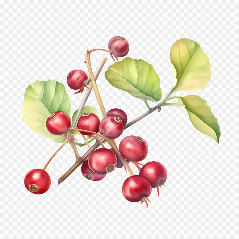 ��Խݮ-��Խݮ����ˮ����ɫ��Ҷ-������