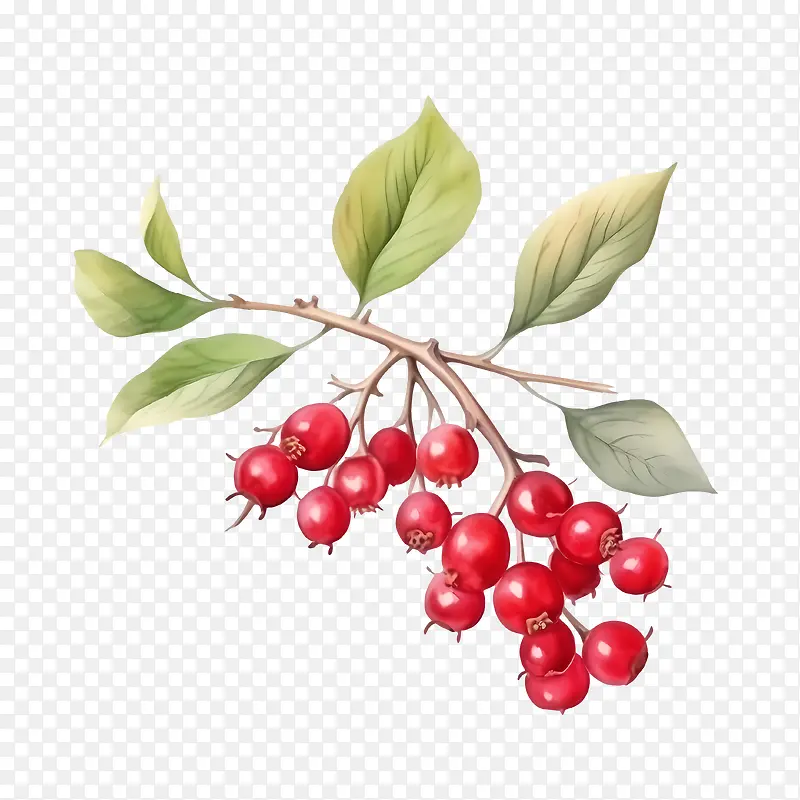 ����Խݮ-����Խݮ������ɫ��֦-������