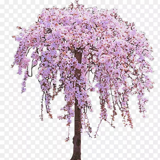 ӣ�����廨����-ӣ���廨-������