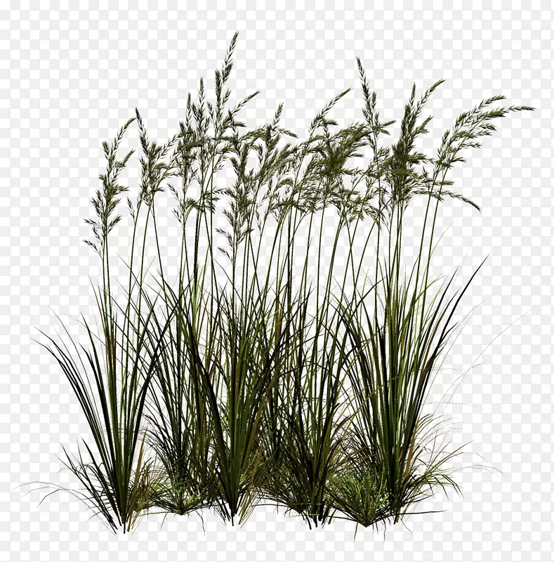 �����רҵ����ʽ������.��-������