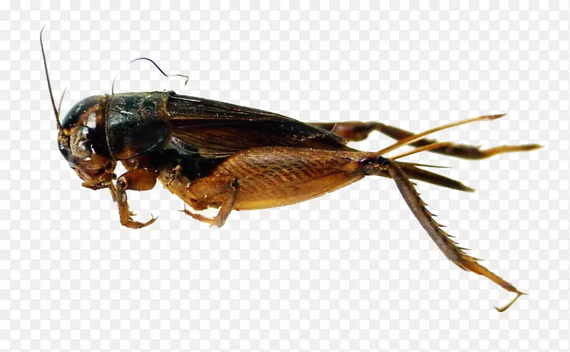 �����³���-������