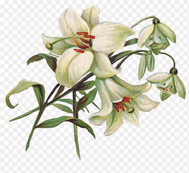 ����ڰٺϼ�����-�ٺϻ�͸��ͼ��-������