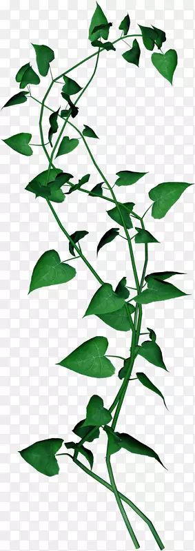 ���ͼ�����-Ҷ��-������