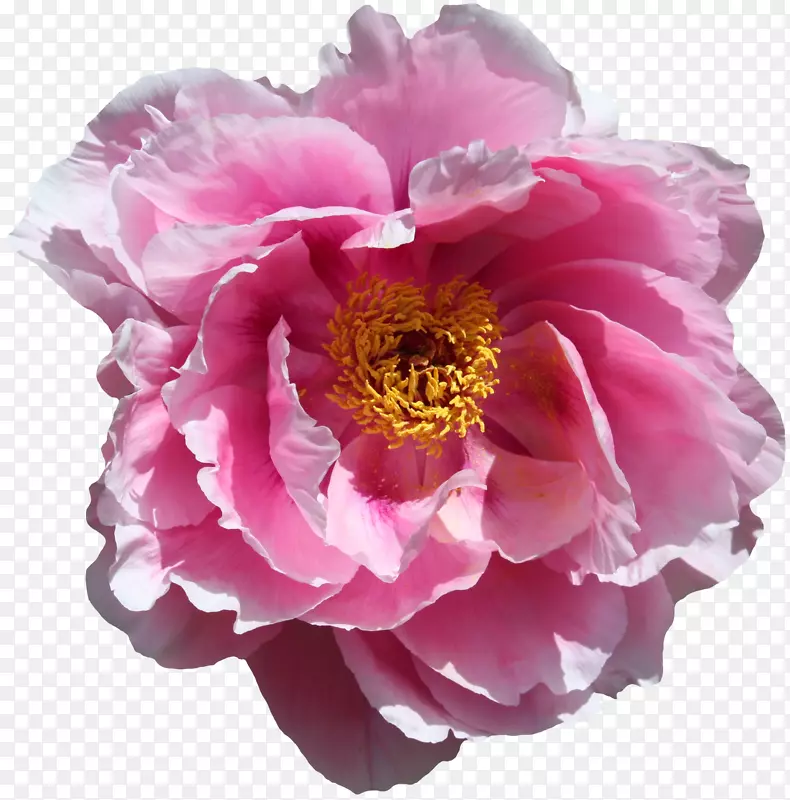 ��԰���������ֽ-��-������