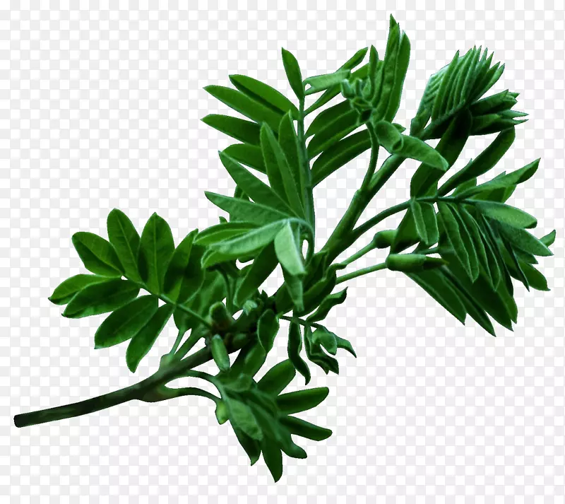 ����������������-Ҷ-������