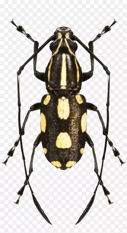 ��������ǰ����-��������-������