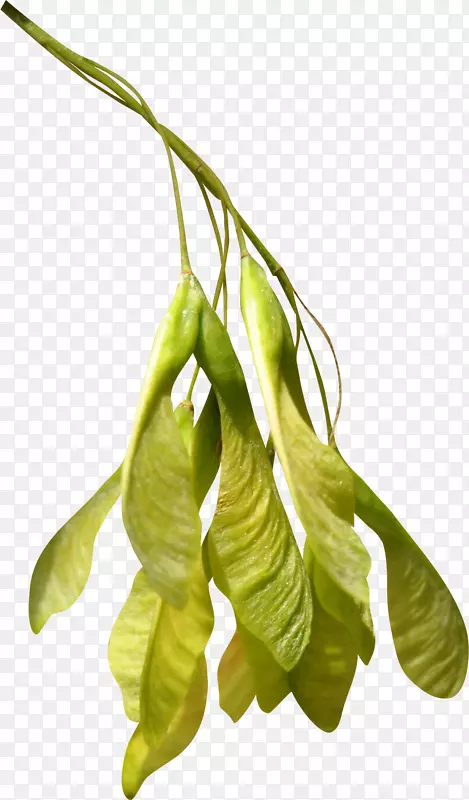 ����������Ų������-������