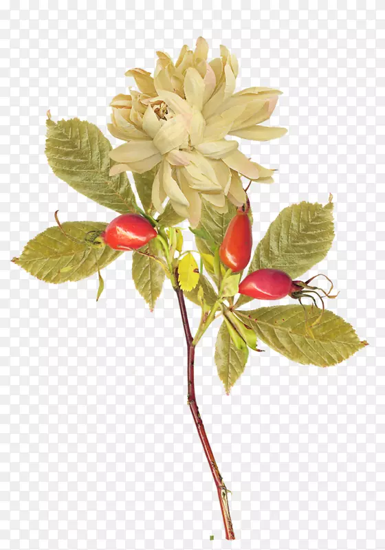 �л��������ƽ�����-�＾-������