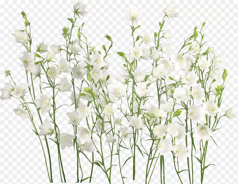 ������-����-������