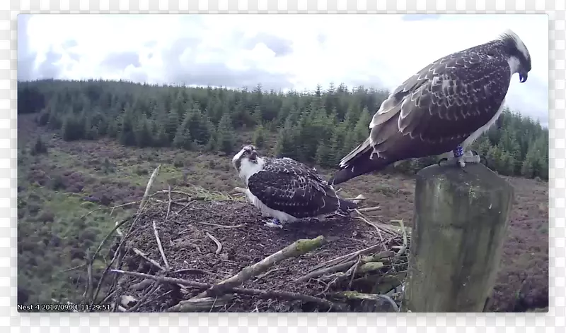 ʳ����๶�����̬ϵͳ��-������