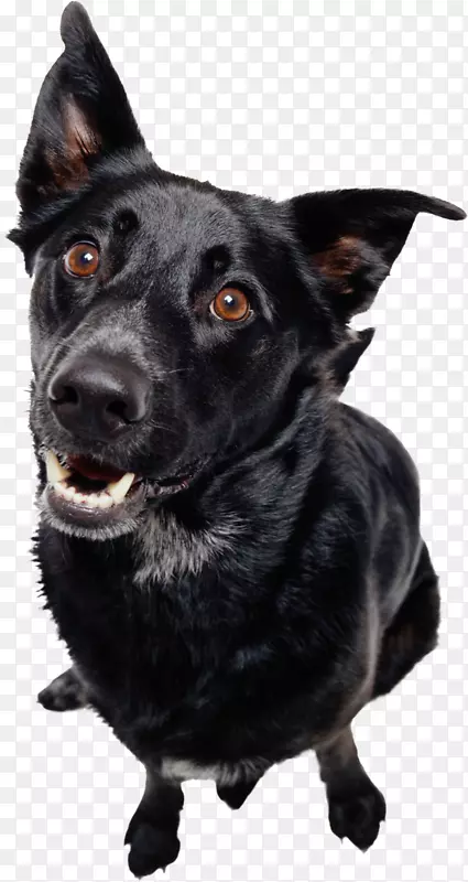 ���ﹷ��è������С��-������