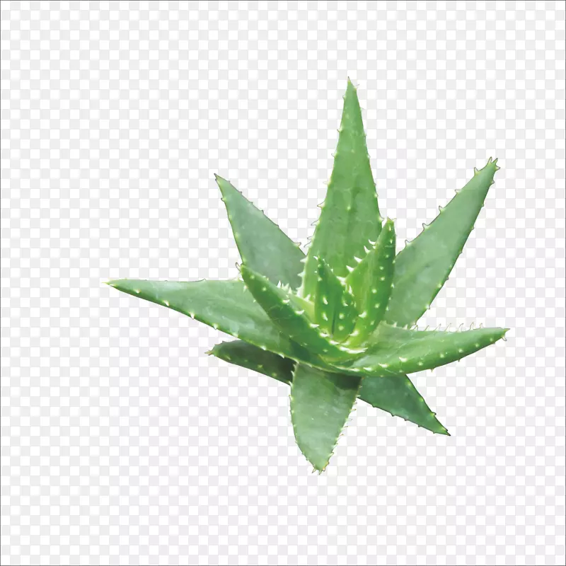 «��������ױƷ����-«��-������