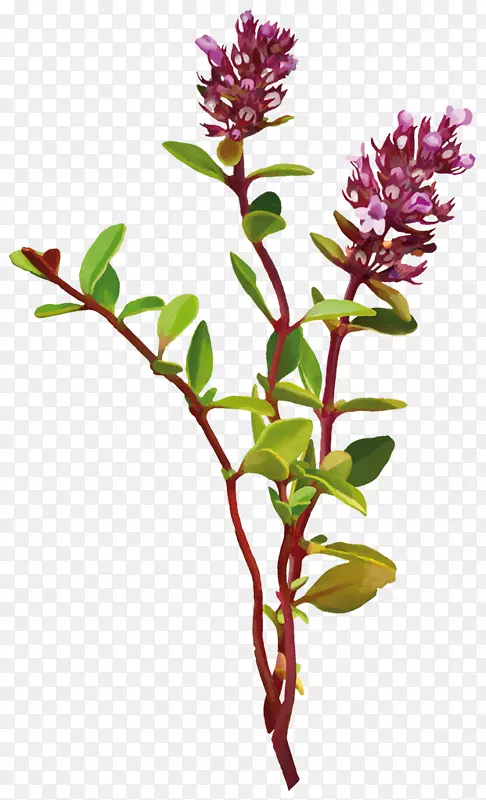 ��ѿֲ�����ֲ��л���ֲ�ﾥ��������֯-�ϻ���ޣ-������