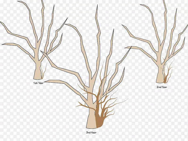 ��֦ľ��ֲ��ƻ���޼�-������