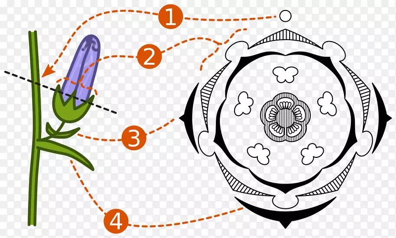 ����ͼ�����䷽����ֲ�ﷱֳ.ֲ�����ͼ-������