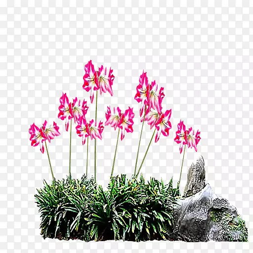 �����廨���������-��ɽ-������