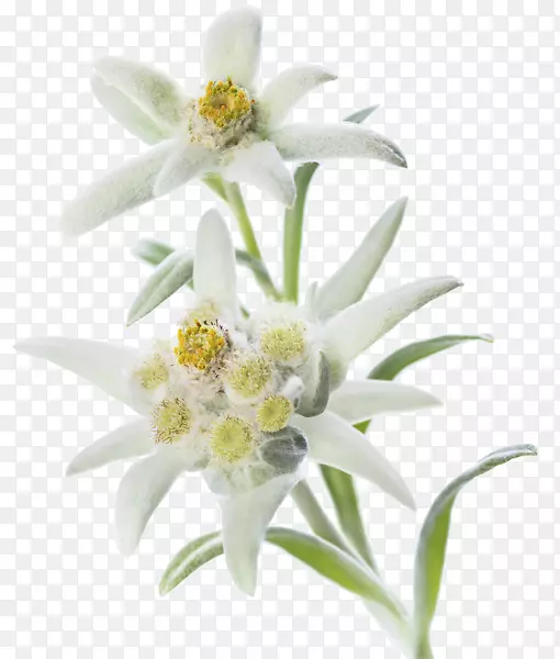 ѩ�޻�������˹ɽ��Ӱ��-������˹ɽ-������