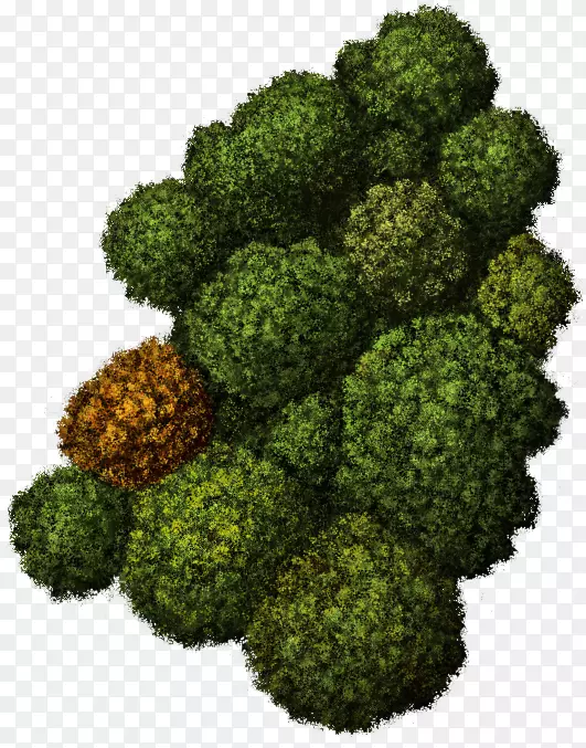 ʳ��Ҷ�߲˻�Ҭ��-����-������