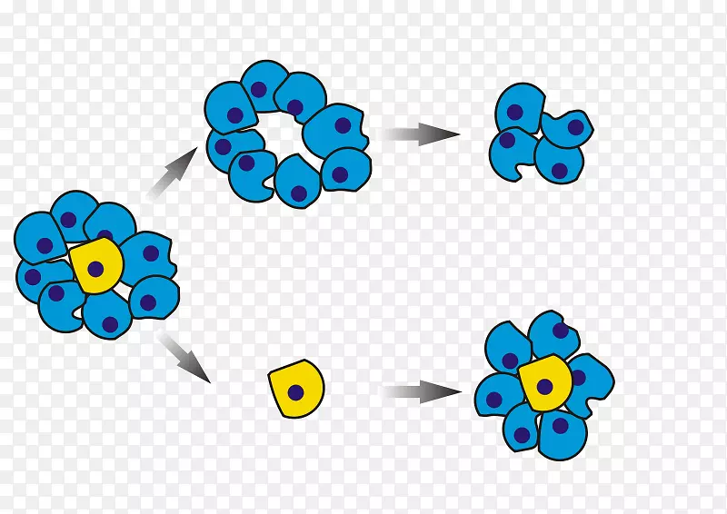 ������ϸ��-��ϸ��-������