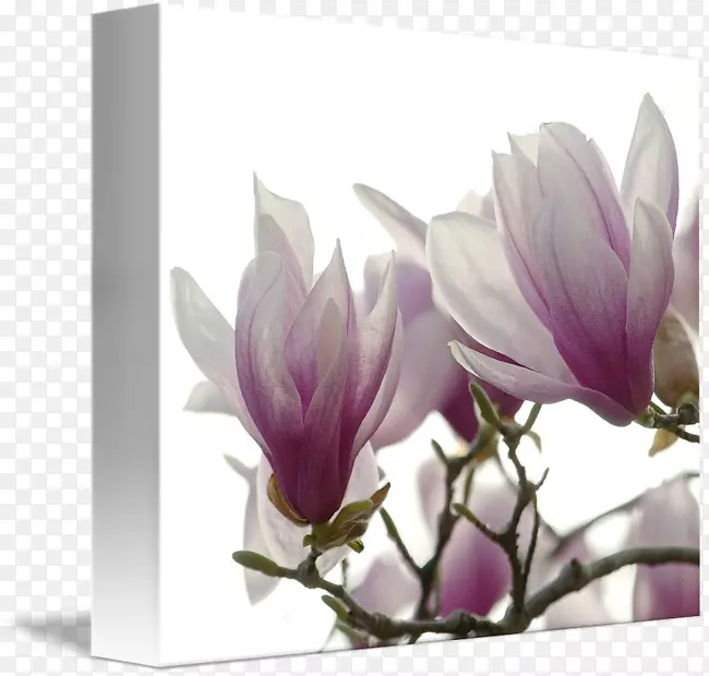 ����ֲ��ľ���ƶ���ľ������-������