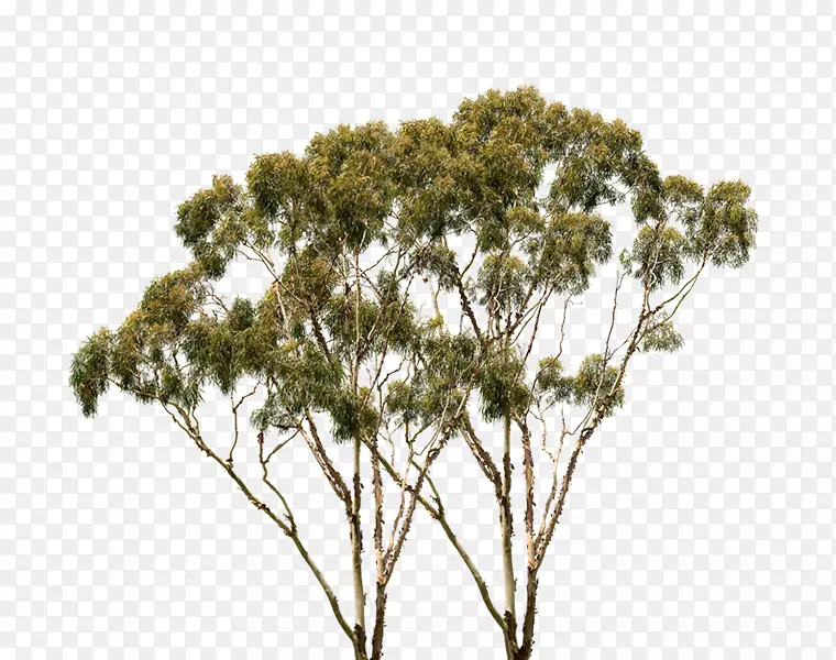 �Ĵ����Ƕ���԰���ݷ��ز�Ұ������սʿ.ֲ�����-������