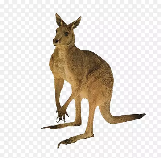 ����è�����β����-������