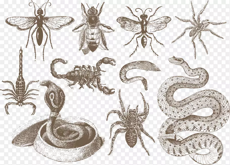 ���涯��ŷʽ��-��-������