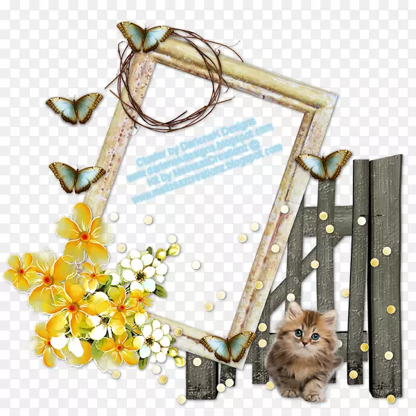 �����ʼ�è���س���ƺ������-������