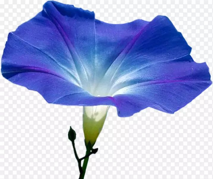 ����һ����ֲ����������ӣ�-������