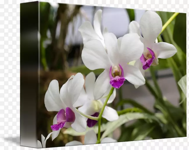 ����ֲ����������ʯ��������-������