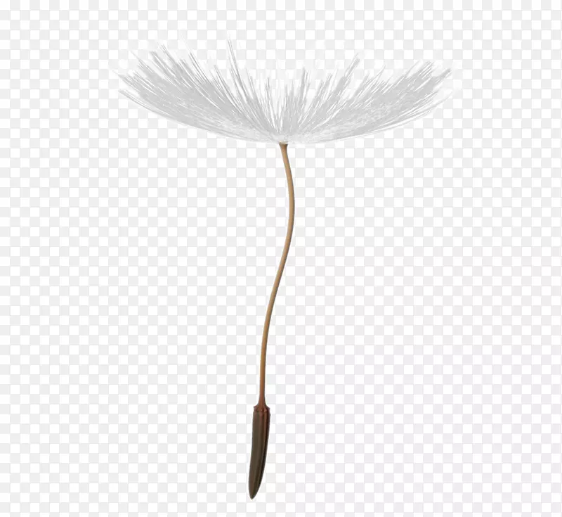 ����ֲ��ˢ��ֲ����ë�ѹ�Ӣ����-������