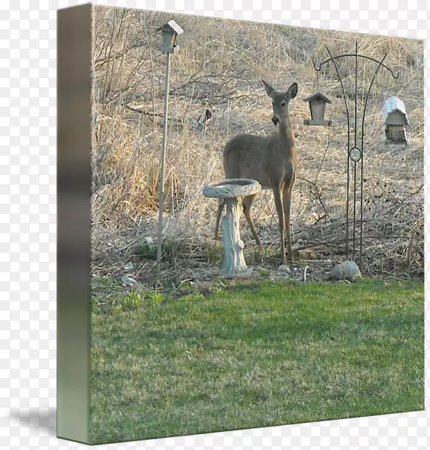 ¹����ȺҰ������ˮ��¹-������