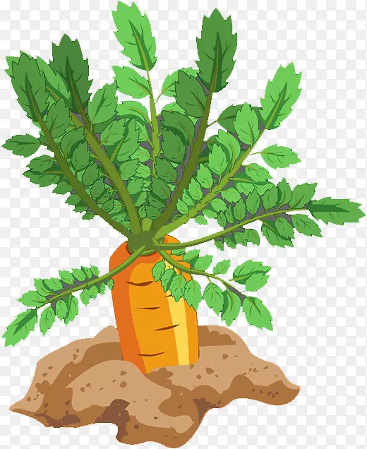 ���ܲ�Ҷ�߲�ʳƷ���ܲ�-������