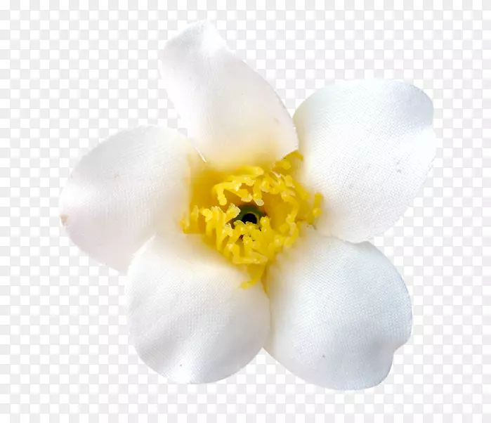 ˮ�ɶ���������ֲ�ﻨ��-����Ԫ��-������