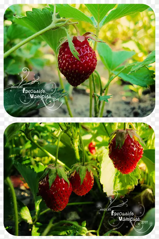 ������ʳ���ݮ��-������