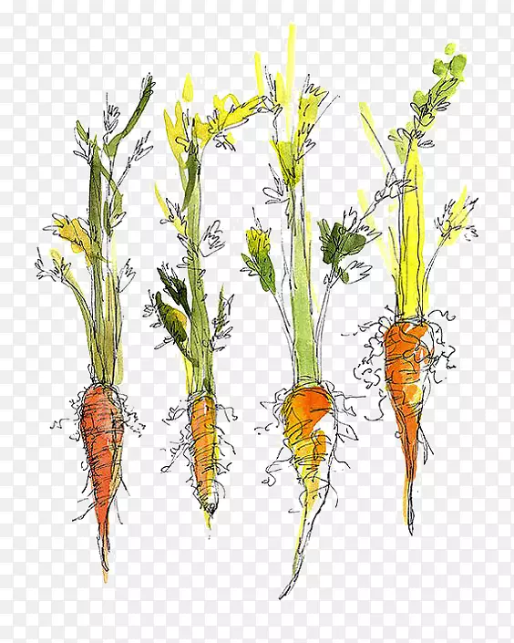 ���ܲ��߲˻�ͼ������԰���ܲ�-������