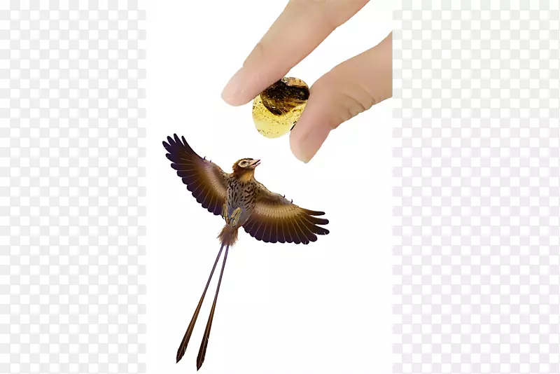 ������ɫ��ë����������Ӥ��-������