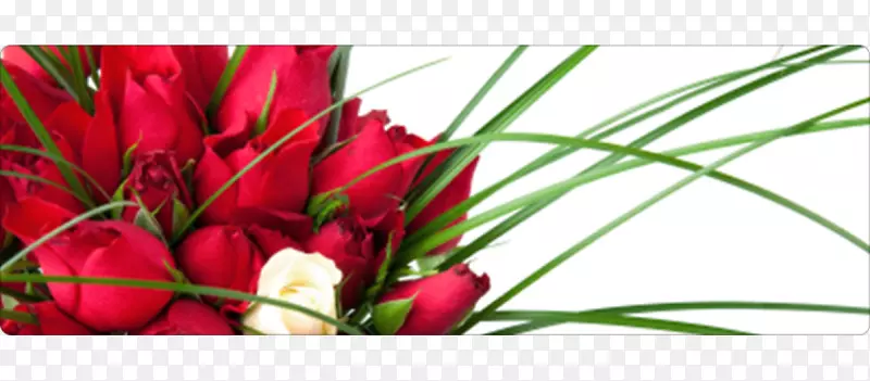 �л����ͻ���-�����деķۺ�ɫõ��-������