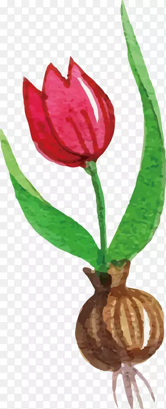 �����㻨-������-������