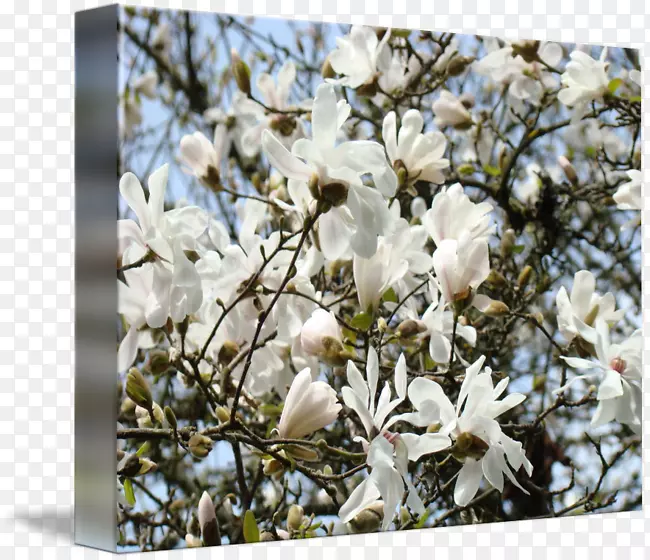 ľ���ƿ���ֲ��-ľ������-������