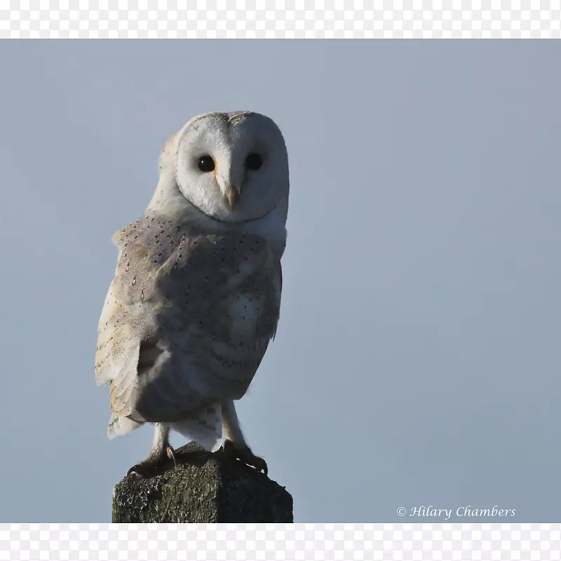 ���ݣ�èͷӥ������-ˮɫèͷӥ-������