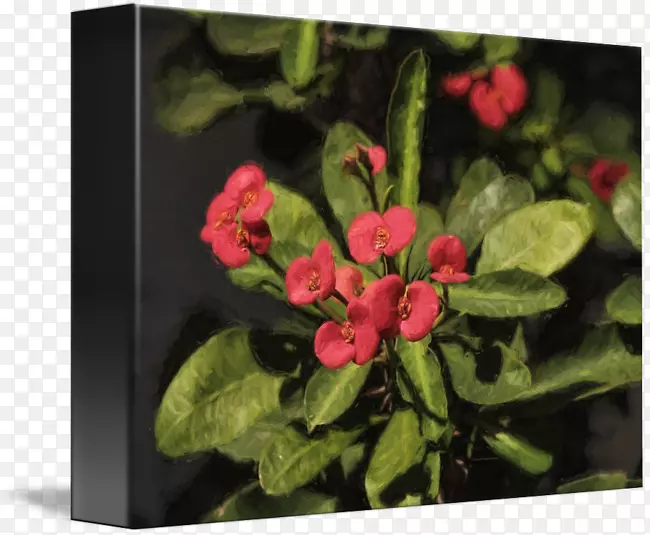 ����ֲ��Ǿޱ�ƻ����-������