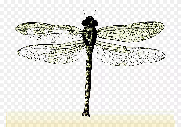 ����������ѷ����ѱ걾-������