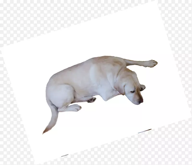 ����ʳ�⶯��-��ɫС��-������