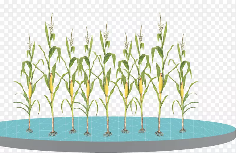 ���׺̱���ֲ���ѧ-����Ҷ-������