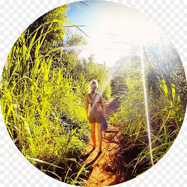 ɭ����̬��ľ�ݿ�ʳ��-������