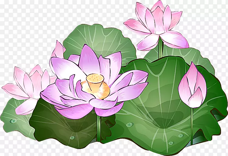 Nelumbo nucifera��ͼ�����ɻ�������-ˮ����-������